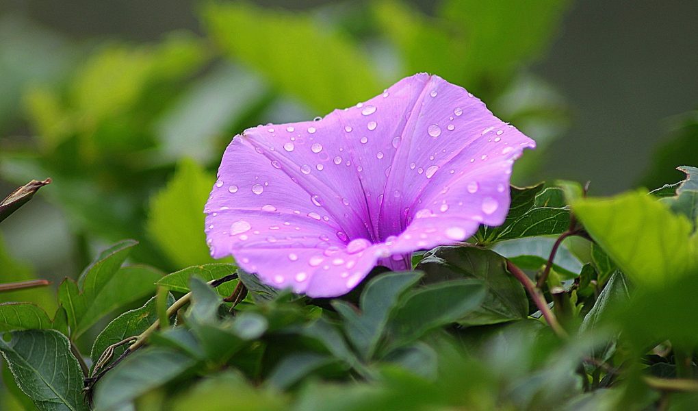 purple petal flower surrounded by green plants during daytime